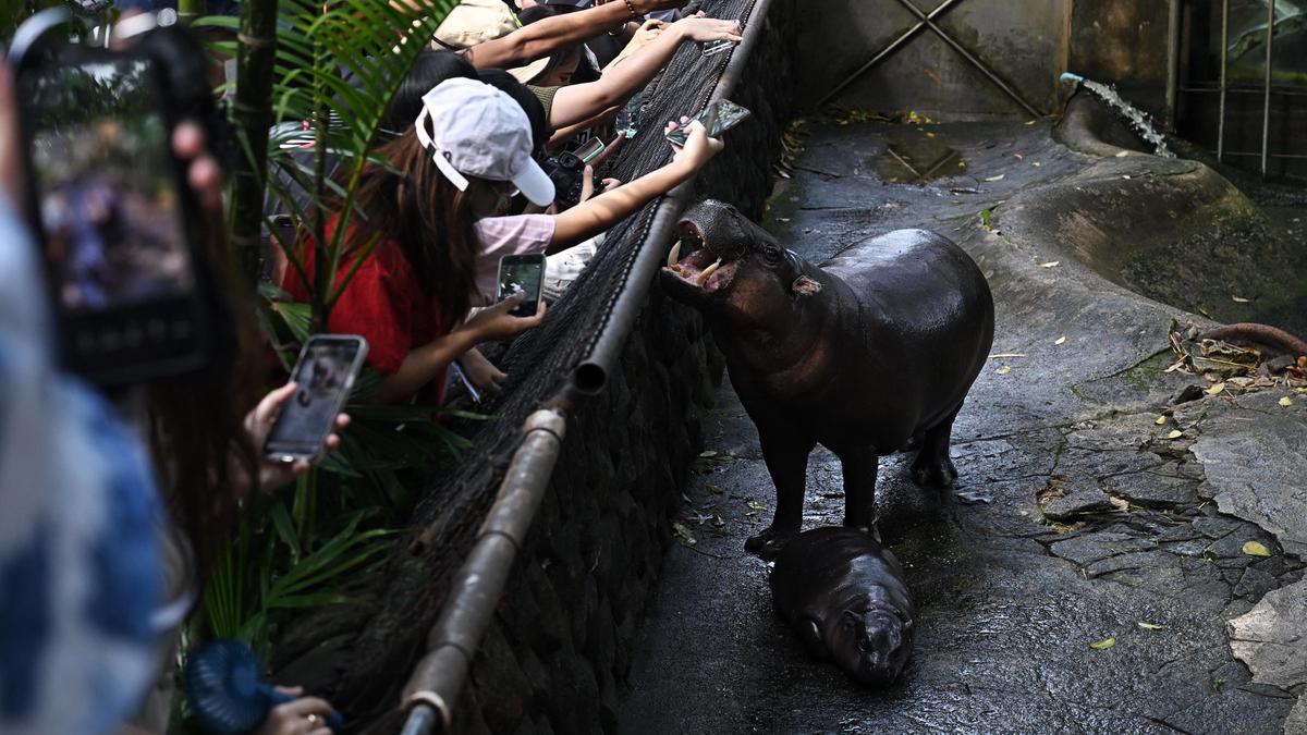 Kebun Binatang Thailand Bakal Ajukan Hak Cipta untuk Moo Deng yang Viral