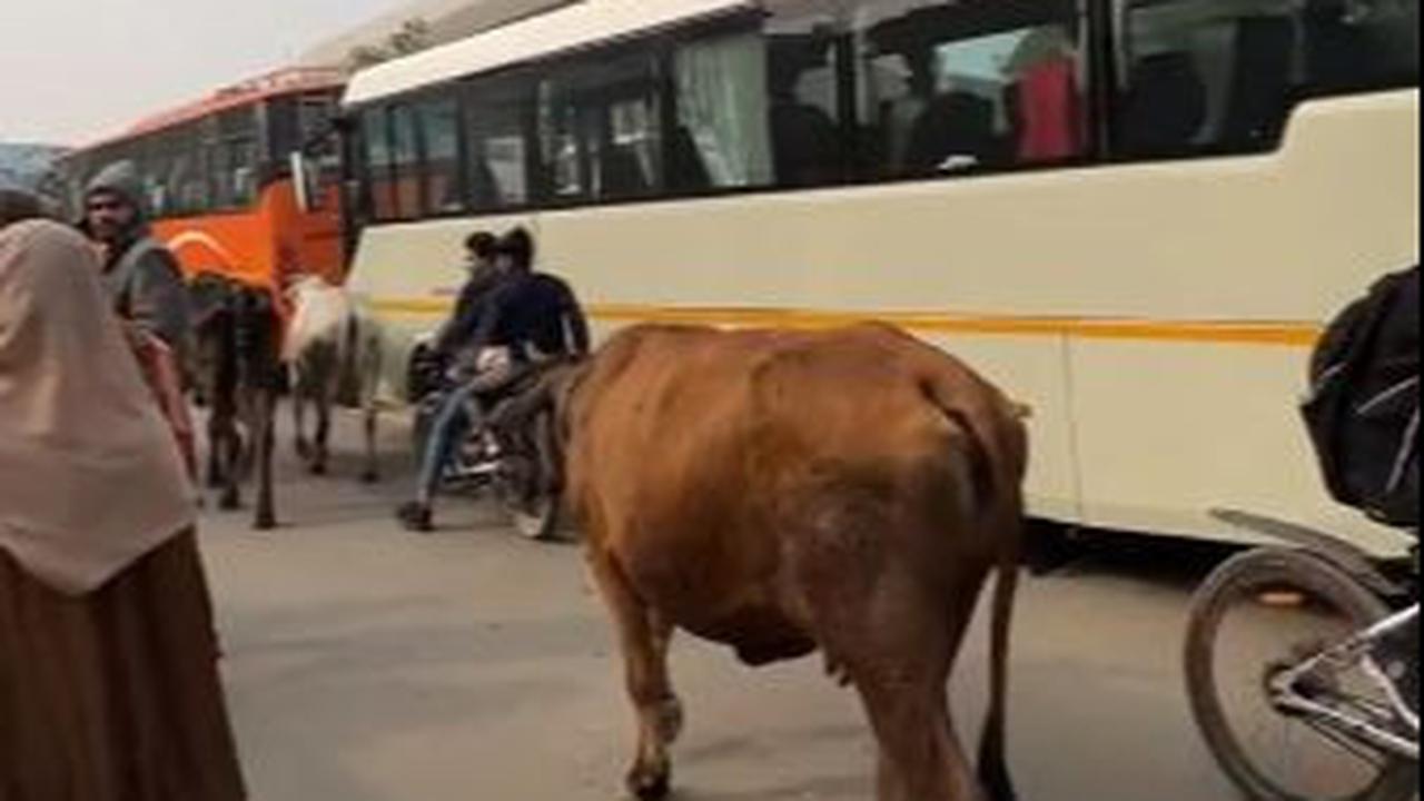 Selain itu, sapi yang dianggap suci di India juga turut dilepaskan di ruang publik.