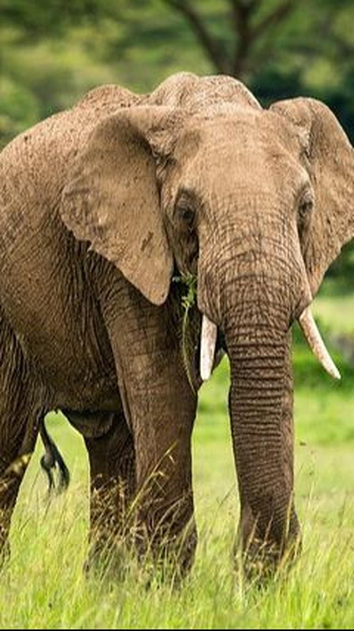 6.&nbsp;Gajah Afrika