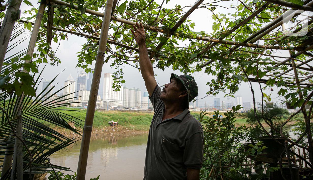 Petani merawat tanaman di bantaran Kali Ciliwung, Petamburan, Jakarta Pusat, Senin (24/5/2021). Kelompok Mandiri Indah Tani sudah enam tahun memanfaatkan lahan bantaran Kali Ciliwung untuk bertani bersama. (Liputan6.com/Faizal Fanani)
