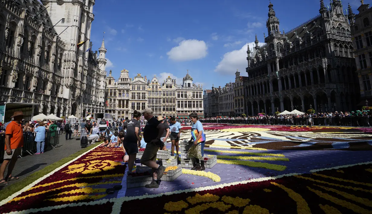 Para sukarelawan bekerja menempatkan bunga begonia ke dalam karpet bunga raksasa bertema Art Nouveau di Grand Place yang bersejarah di Brussels, Belgia, Kamis, 15 Agustus 2024. (AP Photo/Virginia Mayo)