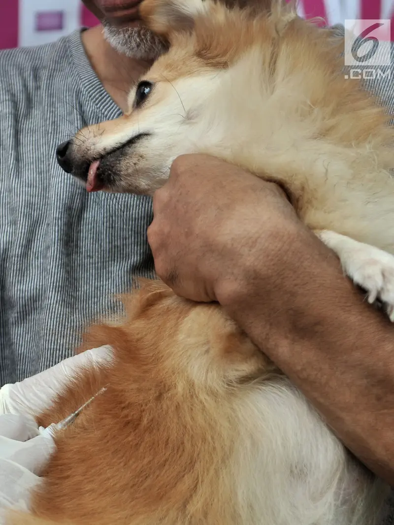 Deteksi Penularan Rabies, Dinas KPKP DKI Pasang Microchip Pada Anjing