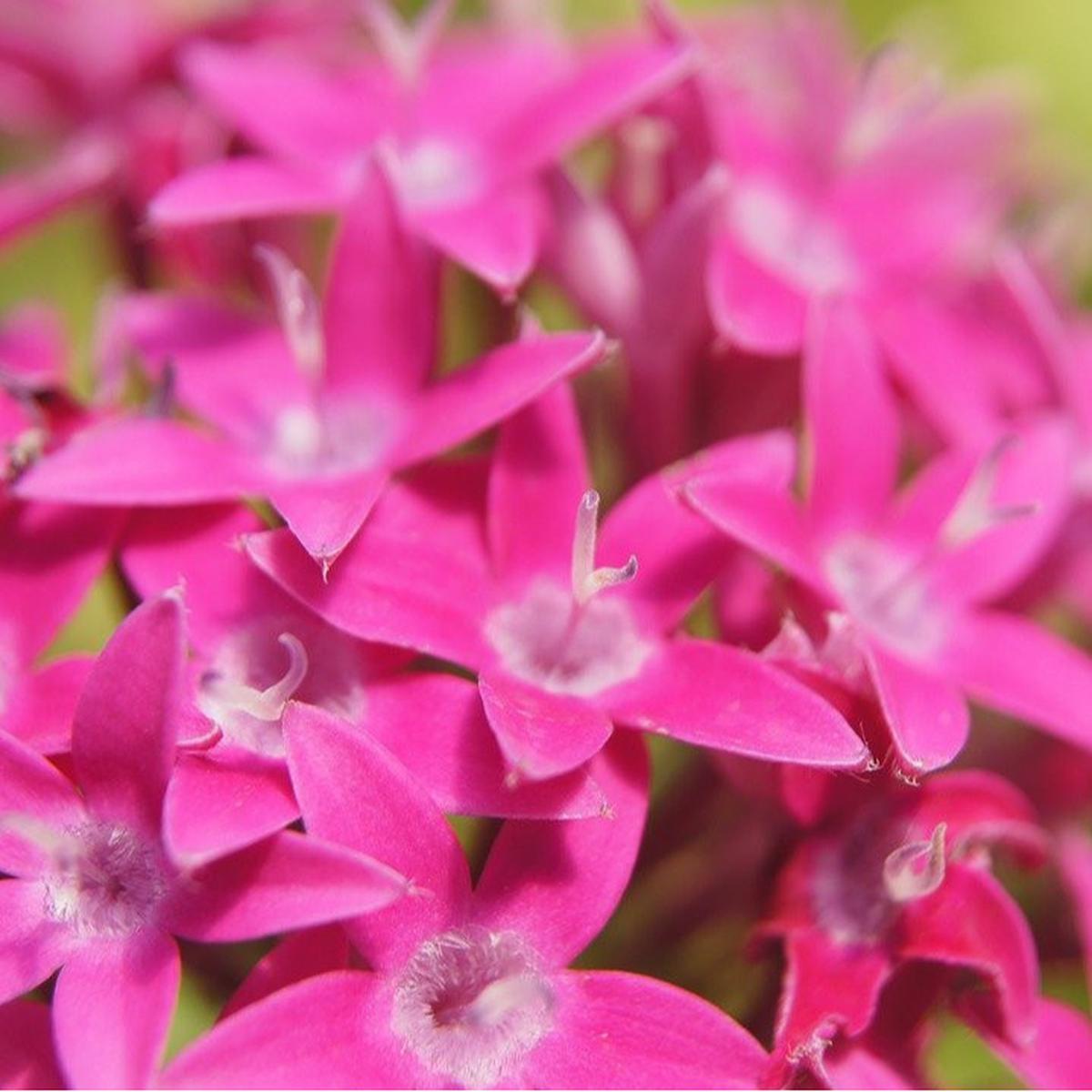 bunga pentas