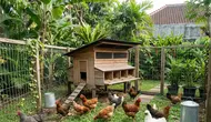 Ukuran Ideal Area Umbaran Ayam Kampung untuk Pemula, Sesuaikan dengan Jumlah Ternak