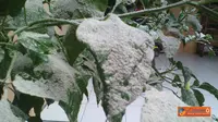 Efek Abu Vulkanik Kelud, SD di Banyumas Libur