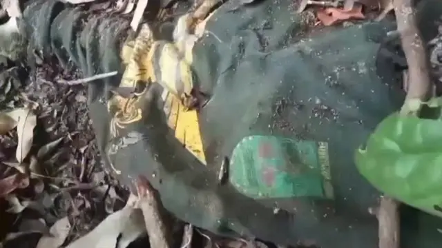 Niat Cari Madu di Hutan, Warga Malah Temukan Tengkorak Manusia