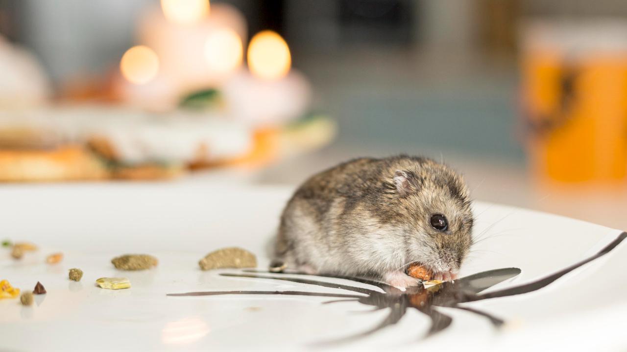 4 Bahan Aromatik Alami yang Ampuh Usir Tikus dari Dapur, Terbukti Efektif dan Ramah Lingkungan
