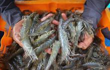 Fakta Unik: KKP Kembangkan Induk Udang Lokal Nusa Dewa, Perkuat Budidaya Udang Nasional dari Hulu