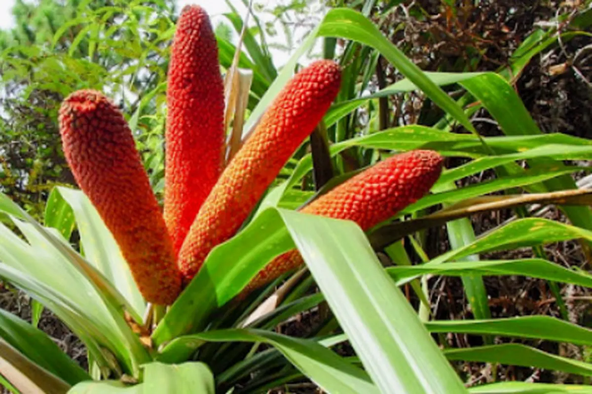 Buah Merah