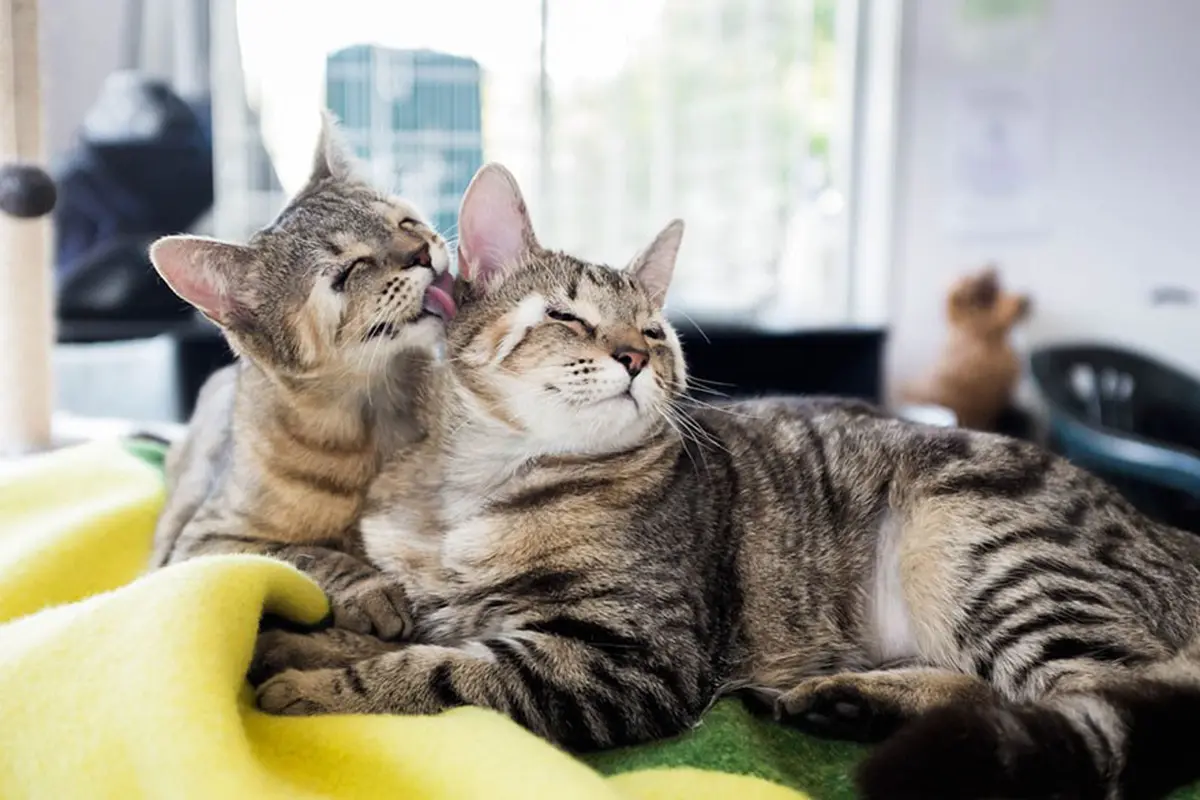 [Bintang]  Kucing