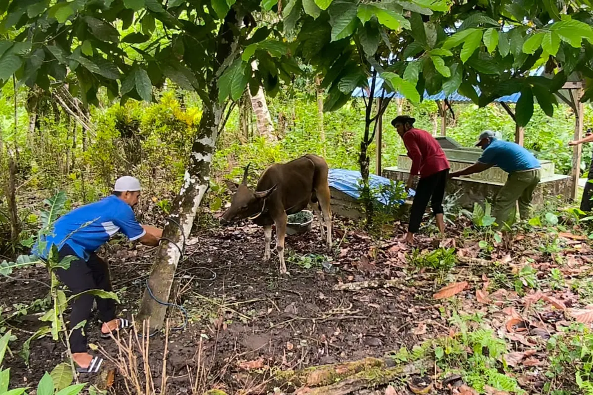 Suasana idul adha di Pulau Buru.