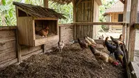 9 Desain Kandang Ayam Kampung dengan Kotak Bertelur, Inovasi Material Murah