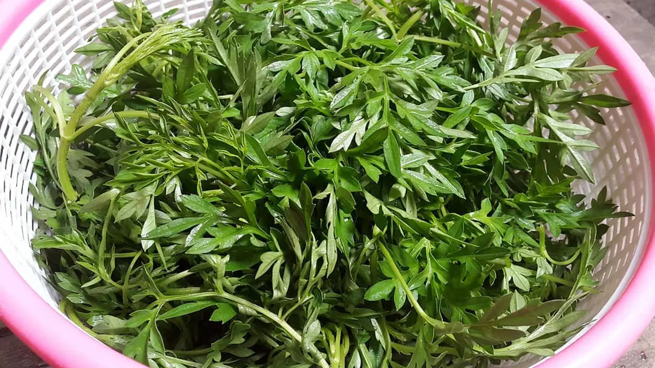 Hanya dengan Dua Bahan, Begini Cara Rebus Daun Kenikir dengan Cepat, dan Tetap Hijau Segar