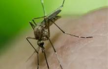 Nyamuk Wolbachia akan Dilepas ke Alam, Sebar Bakteri Baik Berantas DBD
