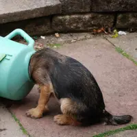 Bagaimana ya jika anjing tersangkut?