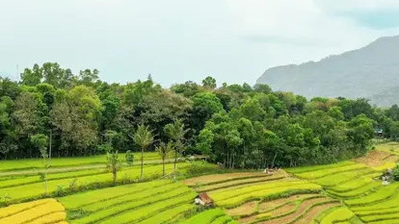 Petani Kini Bisa Panen 4 Kali Setahun, Ternyata Ini Rahasianya