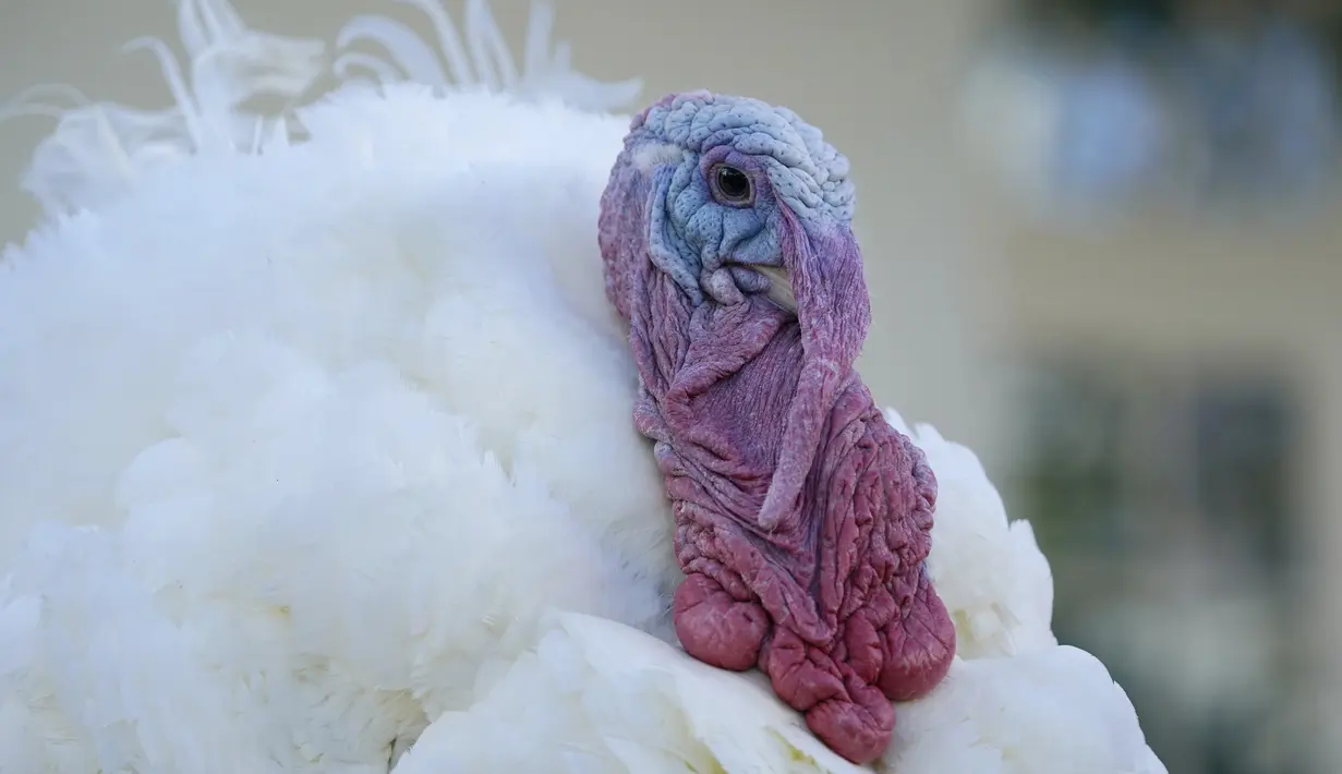 Corn si Kalkun Thanksgiving Nasional menunggu setelah diampuni Presiden Donald Trump di Rose Garden, Gedung Putih, Washington, Amerika Serikat, Selasa (24/11/2020). Thanksgiving adalah hari libur resmi di Amerika Serikat. (AP Photo/Susan Walsh)