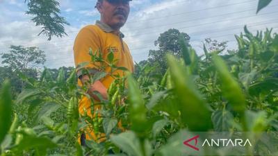 Pemkab Kuningan Alokasikan 22.588 Hektare LP2B, Jamin Ketahanan Pangan dan Pembangunan Berkelanjutan