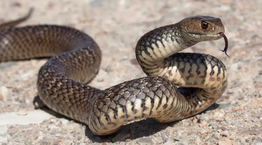 Ilustrasi ular