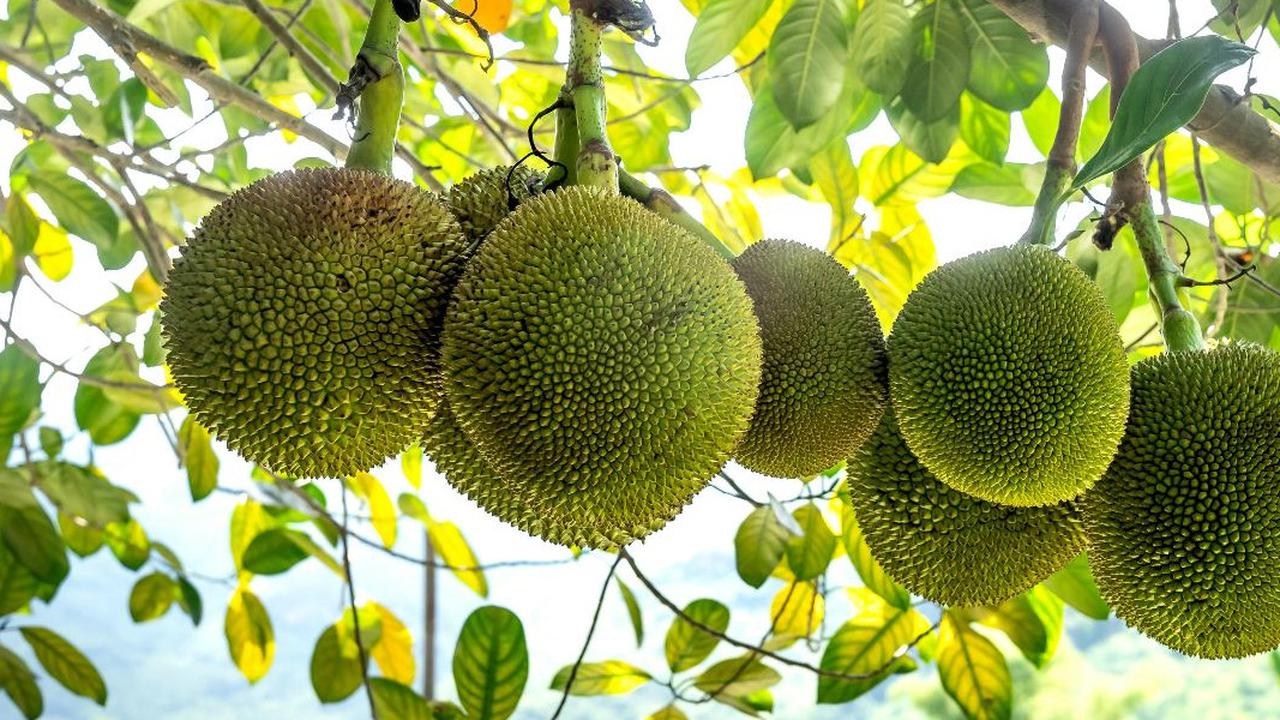 Manfaat Buah Sukun untuk Kesehatan, Bisa Turunkan Kolesterol dan Cegah Diabetes