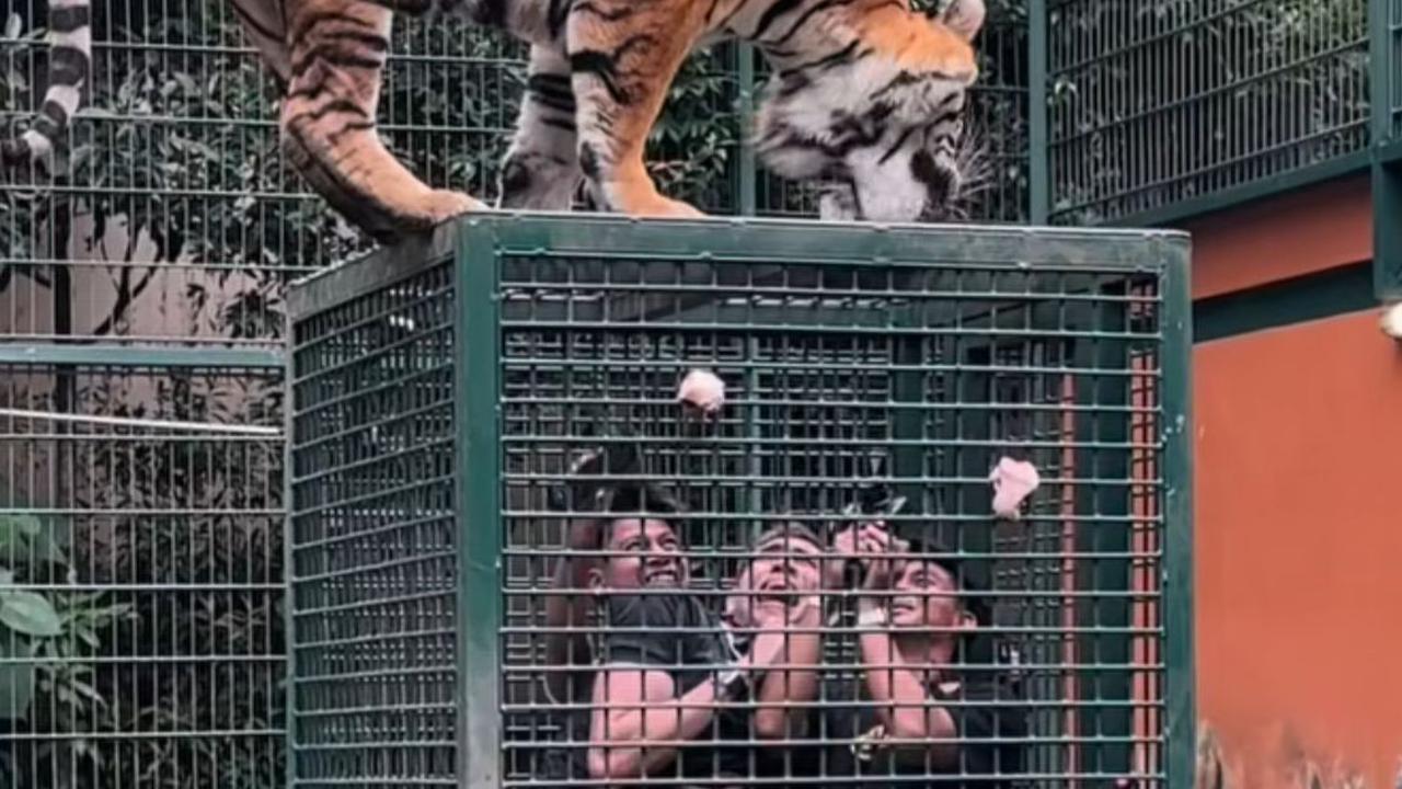 Aisar Khaled Panik Masuk Kandang Harimau Alshad Ahmad, Ekspresi Lucunya Bikin Netizen Ngakak!