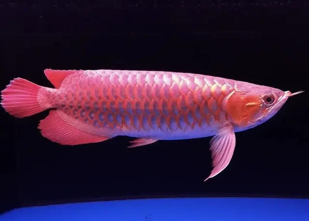 8 Ikan Ini Dipercaya Bawa Keberuntungan dan Rezeki, Cocok Dipelihara di Rumah