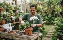 Cara Merawat Anggrek Tanah agar Cepat Berbunga, Ini 5 Langkahnya