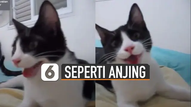 Sang kucing berlaku layaknya anjing, hingga disebut salah pergaulan.