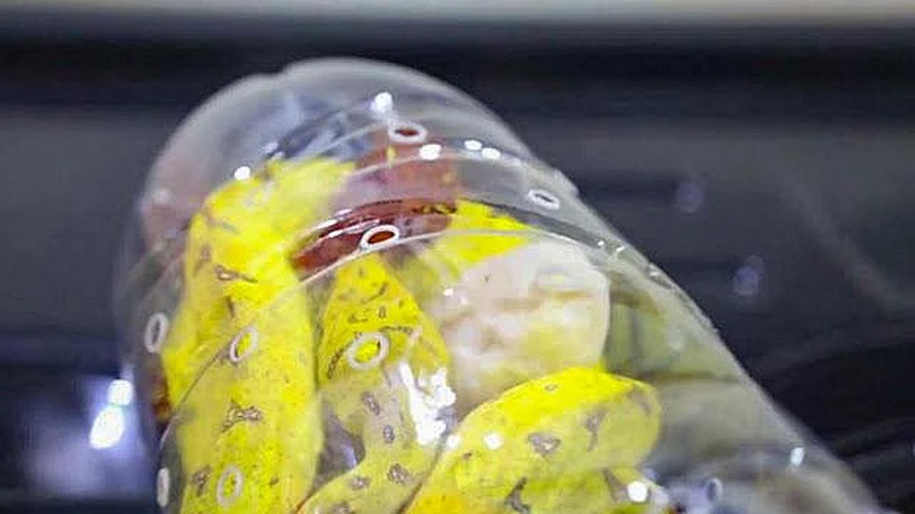 FOTO: Penyelundupan 133 Reptil dari Papua Digagalkan di Pelabuhan Jakarta