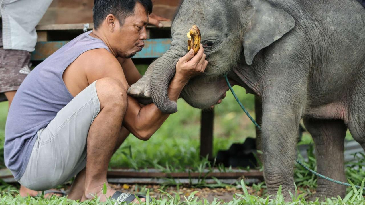 Bayi gajah dua bulan tersesat di permukiman warga