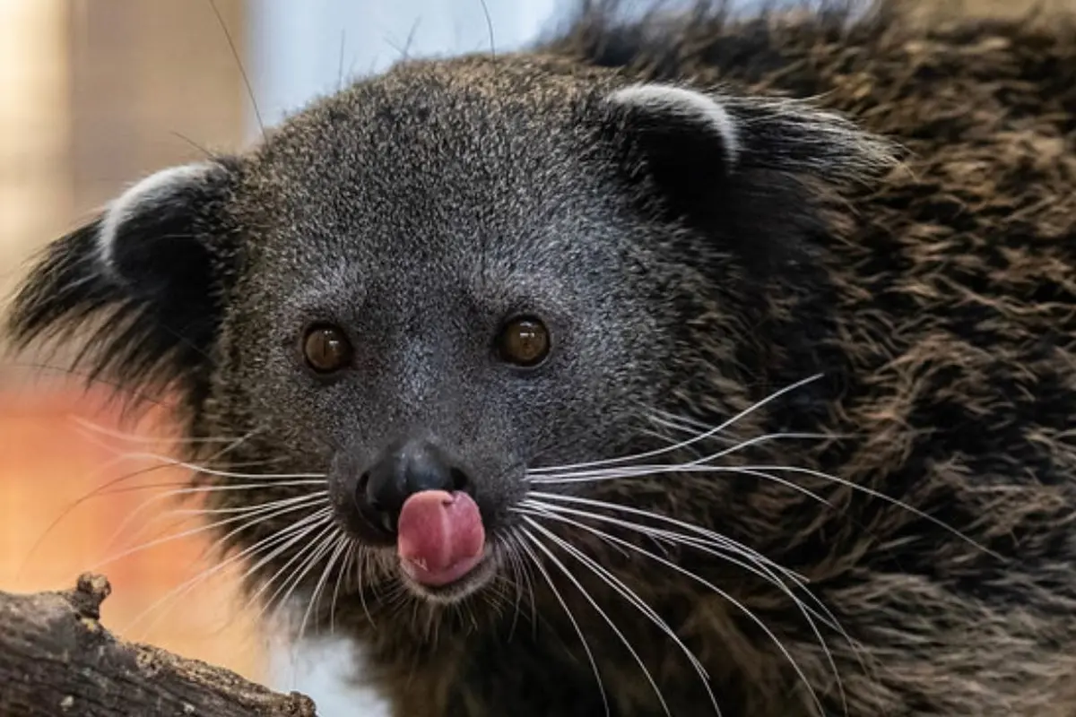 Hewan Binturong, satwa unik yang tinggal di hutan tropis Indonesia