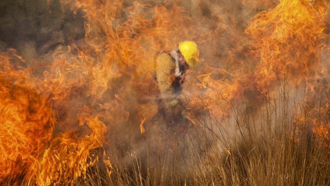 Berita Kebakaran Hutan Hari Ini Kabar Terbaru Terkini Liputan6 Com