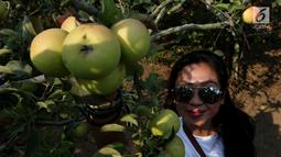 Pengunjung memetik buah apel di salah satu perkebunan kawasan Batu, Malang, Jawa Timur, Rabu (25/9/2019). Apel Malang dihargai Rp 25 ribu hingga Rp 30 ribu per kilogramnya. (Liputan6.com/JohanTallo)