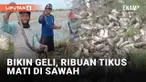 Sebuah video viral menunjukkan keberhasilan petani memusnahkan hama. Tak tanggung-tanggung, ribuan tikus terekam mati di pematang sawah.