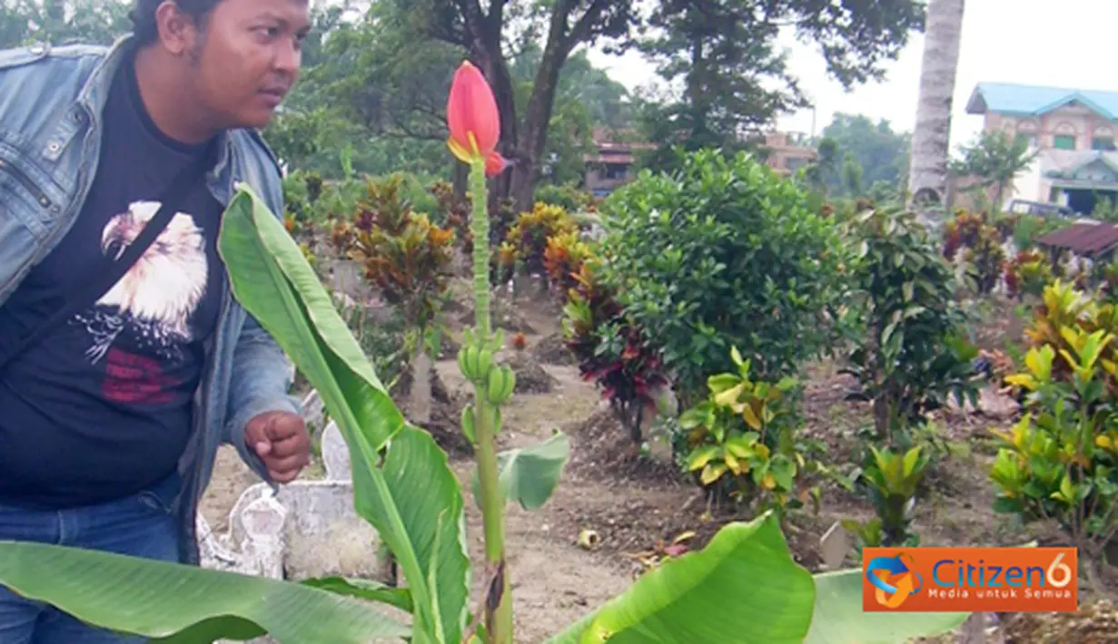 Citizen6, Deli Serdang: Lazimnya, kita melihat tandan dan jantung pisang biasanya menghadap ke tanah. Namun, keanehan pohon pisang ini tandan dan jantungnya yang tegak lurus keatas menghadap langit. (Pengirim: Muhammad Ali)