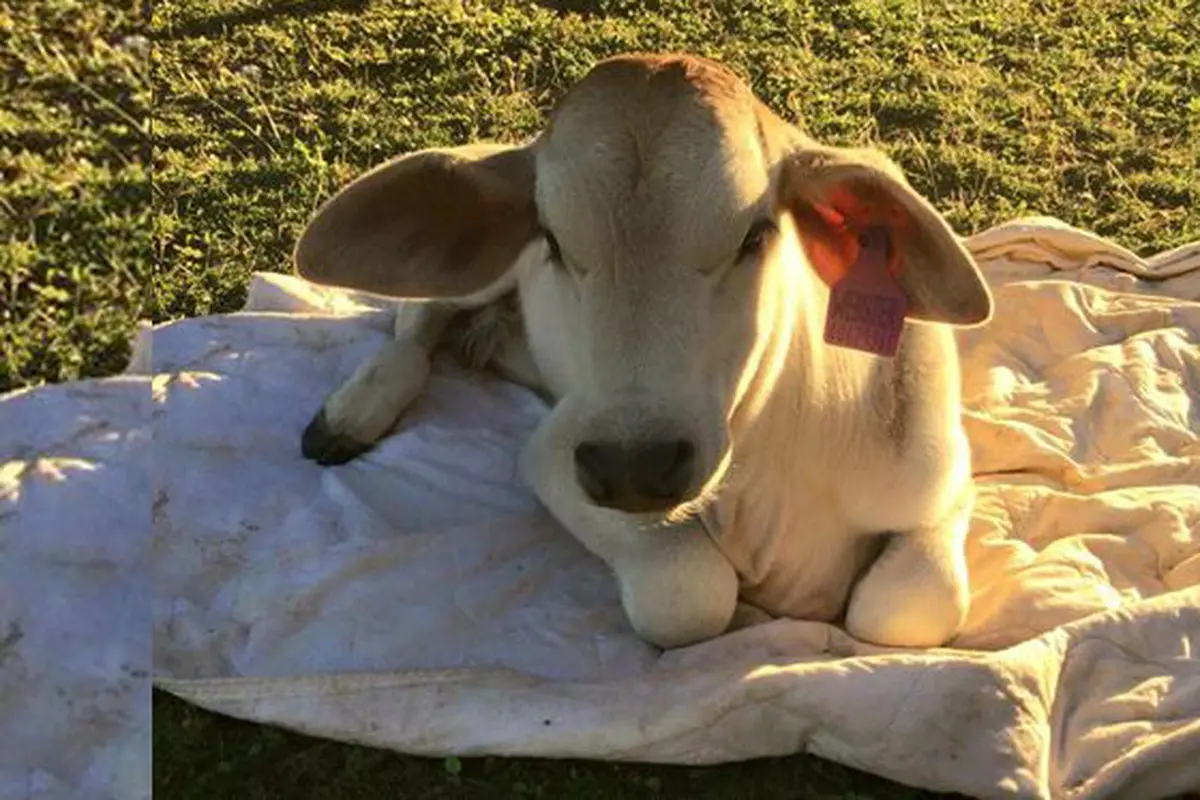 Lucu, Sapi Betina Ini Menganggap Dirinya Seekor Anjing