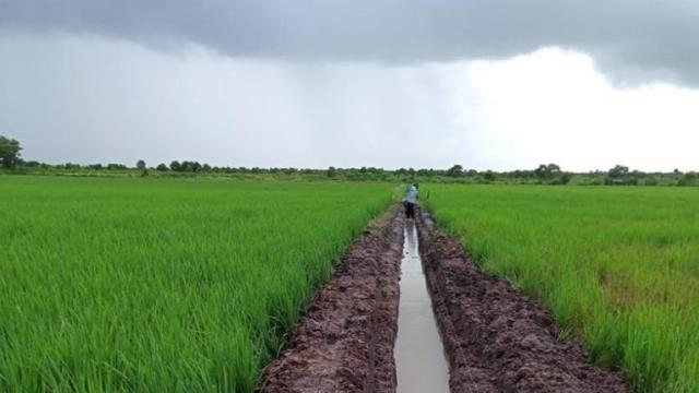 Optimasi Lahan Rawa di Tulang Bawang Berhasil Tingkatkan Produksi Pertanian