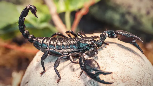 Mimpi Kalajengking-Vania