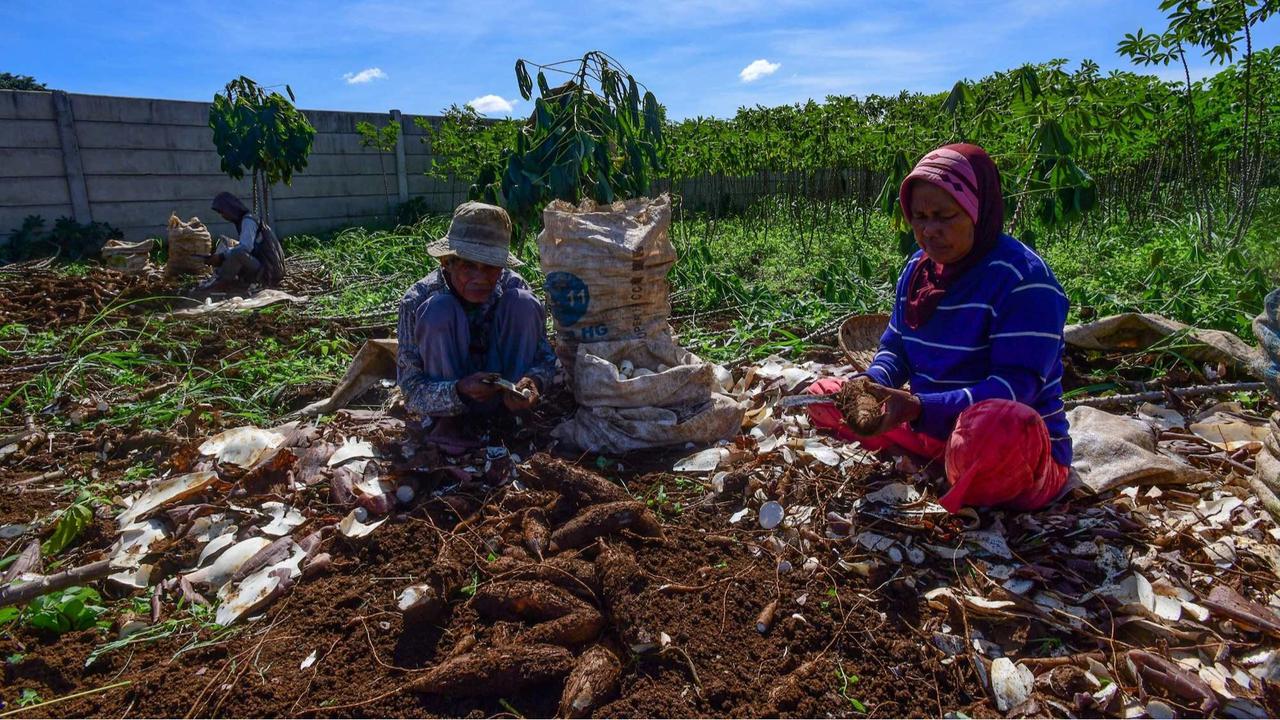 Petani menjerit harga singkong anjlok