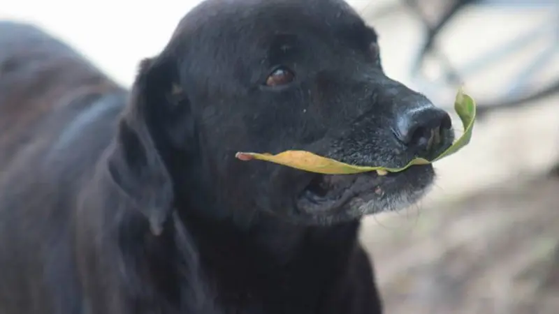 Anjing Pintar Beli Biskuit Dengan Gunakan Daun