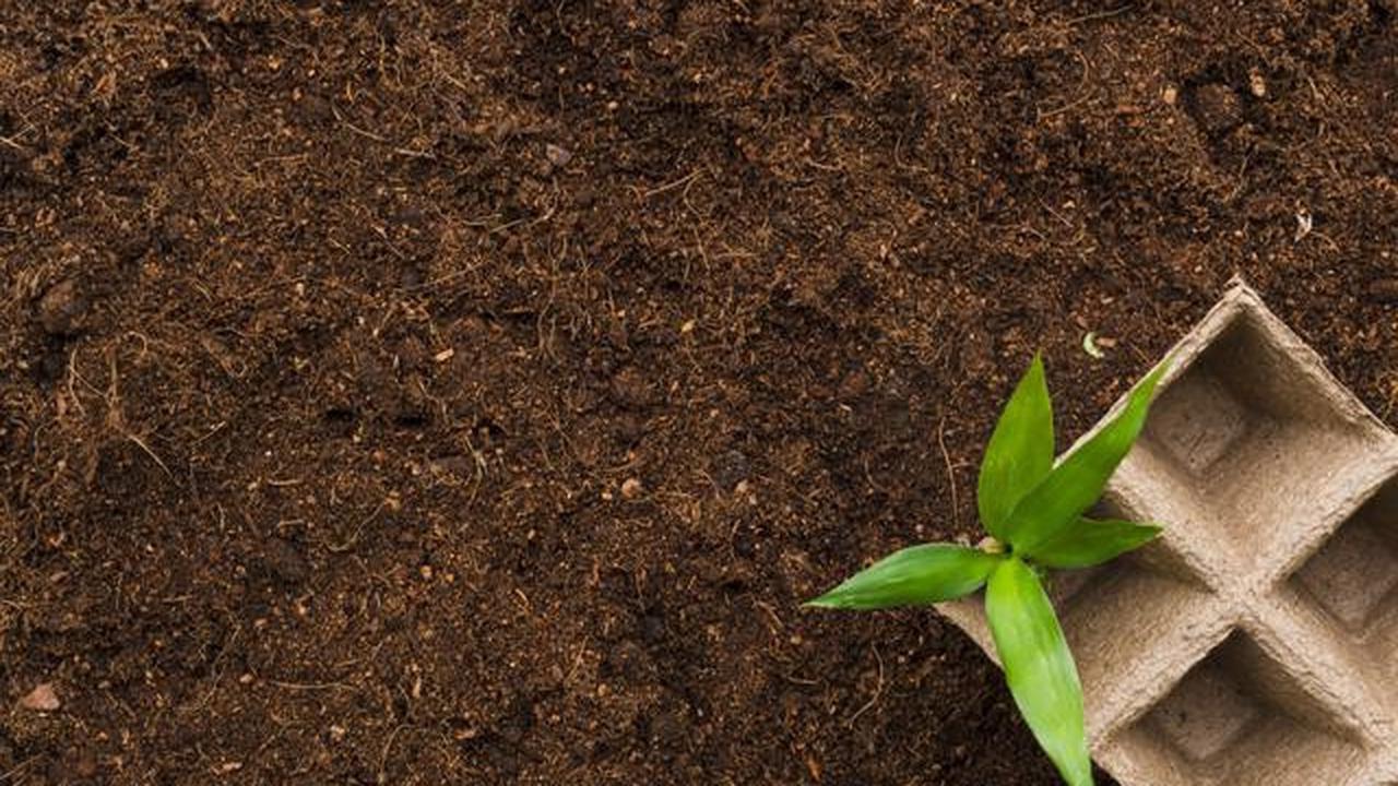 7 Media Tanam Murah yang Membuat Tanaman Buah Lebih Cepat Manis