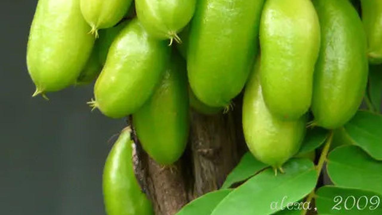 Manfaat Belimbing Wuluh, Rahasia Buah Asam Penurun Kolesterol