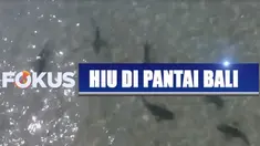 Kemunculan ikan hiu justru disyukuri oleh sejumlah wisatawan, karena ini adalah fenomena yang langka.