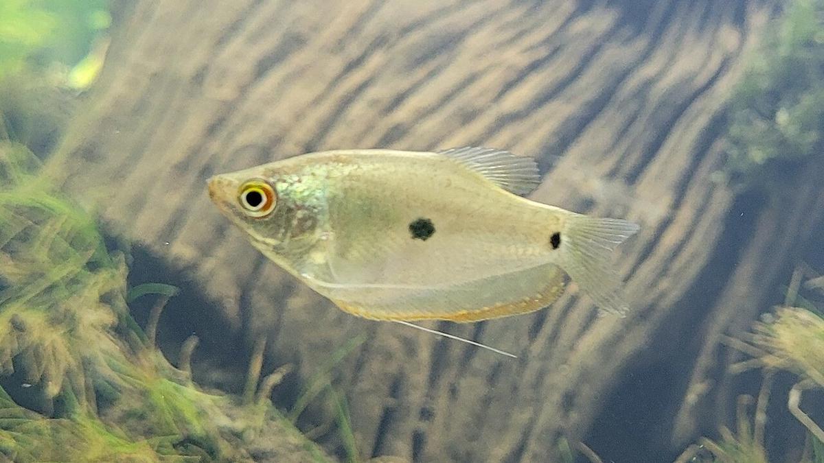 Ikan Sepat (Gourami Kecil)