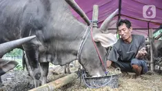 Pekerja memberi pakan sapi kurban yang sedang menjalani karantina di kawasan Pondok Kopi, Duren Sawit, Jakarta Timur, Rabu (15/6/2022). Samito (40), salah seorang pedagang sapi kurban mengungkapkan maraknya virus Penyakit Mulut dan Kaki (PMK) berdampak terhadap sulitnya proses penjualan. (merdeka.com/Iqbal S. Nugroho)
