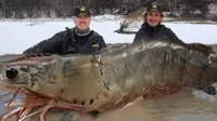 Unik, seekor udang raksasa dengan berat 145 kilogram dan panjang nayris 3 meter tertangkap pemancing di sebuah muara sungai.