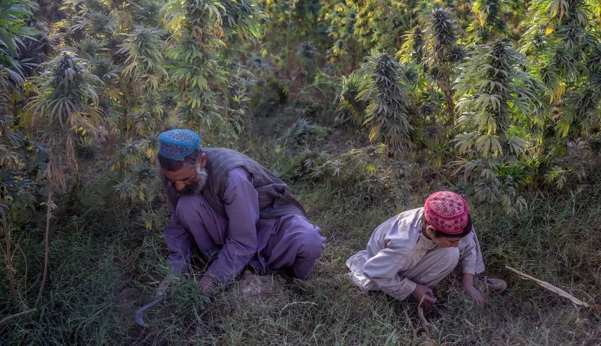 Seorang pria bekerja dengan putranya di ladang ganja pinggiran Kandahar, Afghanistan, 28 Oktober 2021. Taliban bersumpah akan menindak perdagangan obat-obatan terlarang yang sebagian besar memicu pemberontakan mereka yang berhasil. (BULENT KILIC/AFP)