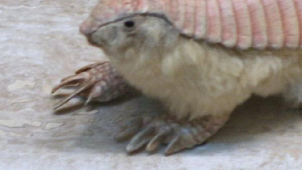 3. Pink Fairy Armadillo<br>