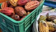 Desa Nglanggeran memiliki potensi di sektor perkebunan dengan komoditas utamanya yaitu kakao dan durian. (Foto: Liputan6.com/Pipit IR)