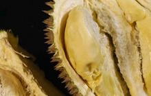 Manfaat Durian untuk Anak, Mendukung Pertumbuhan Tulang
